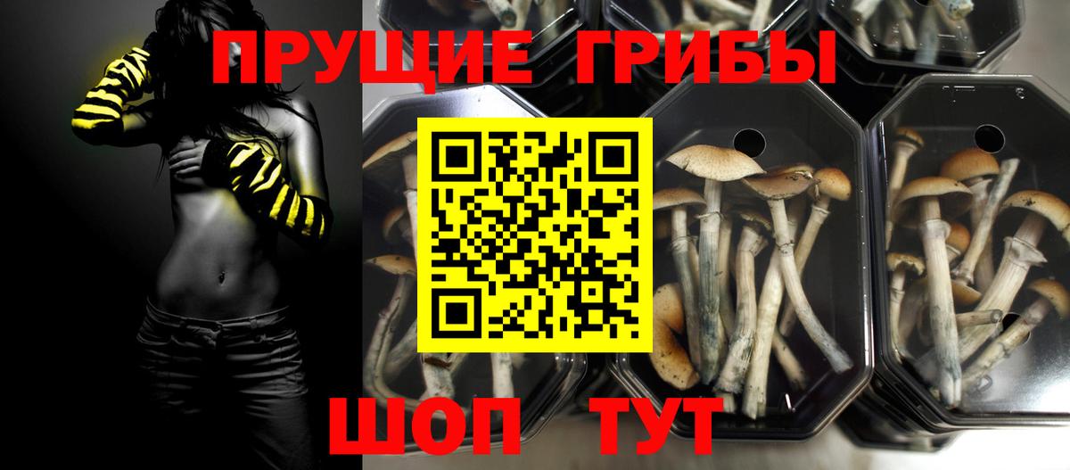 Галлюциногенные грибы Cubensis  Вход с VPN  Конаково  Псилоцибиновые грибы Psilocybine cubensis 